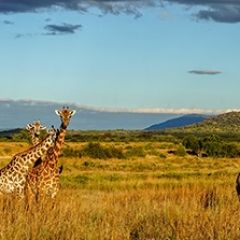 Кухонный фартук Фауна 061 МДФ матовый (3000) Fauna в Ижевске - izhevsk.mebel24.online | фото